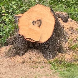 Los romero's tree service