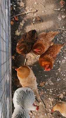 Fruit Ridge Hayrides