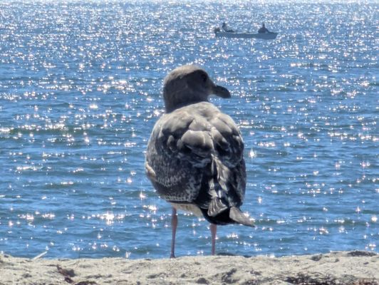 Twin Lakes State Beach by null