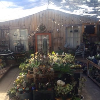Succulence - How can you just pick one plant from this collection?! - Team Building Activities Near Me