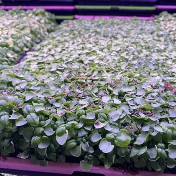 Talise Microgreens - Genovese Basil Microgreens - Pick Your Own Farms Near Me - Dallas, Texas Talise Microgreens - Genovese Basil Microgreens - Pick Your Own Farms Near Me - Dallas, Texas