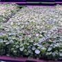 Photo of Talise Microgreens