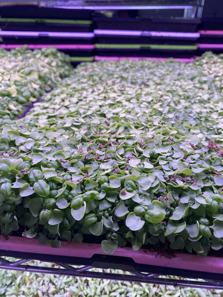TALISE MICROGREENS 17811 Davenport Rd, Dallas, Texas Pick Your Own