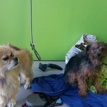 Paws For Elegance - Pet Groomers Near Me - Sherwood, Oregon
