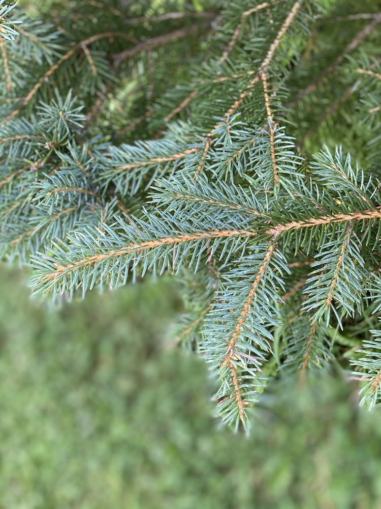 MURRAY HILL CHRISTMAS TREE FARM Updated August 2024 865 Guptil Rd