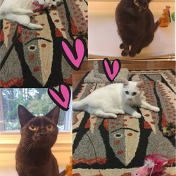 Empire Pets - The adorable Cali and Ivory!