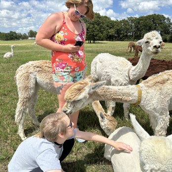 Zena Suri Alpacas - In fair weather we walk out to join the alpacas. - Knitting Supplies Near Me - Jay, Oklahoma Zena Suri Alpacas - In fair weather we walk out to join the alpacas. - Knitting Supplies Near Me - Jay, Oklahoma