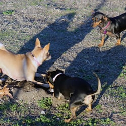 Wildwood Dog Park