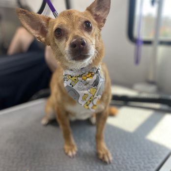 Sudz Up Grooming - Pet Groomers Near Me - Anthem, Arizona Sudz Up Grooming - Pet Groomers Near Me - Anthem, Arizona