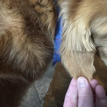 PetSmart - A person is gently holding the paw of a golden retriever dog, showing close-up detail of the paw and fur. - Pet Training Near Me - Frederick, Maryland