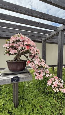 Matthaei Botanical Gardens by null