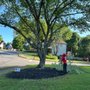 Southeast Tree