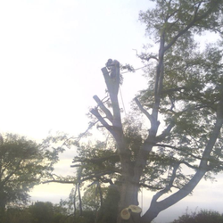 A&B American Tree Service