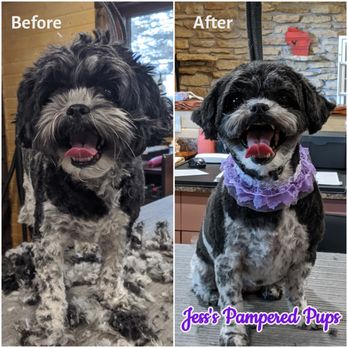 Jess's Pampered Pups - Pet Groomers Near Me - Driggs, Idaho