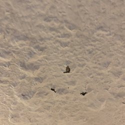 Costa de Oro Beach Hotel - Rooms are in horrible condition. the ceiling is falling down and the floors are always wet.