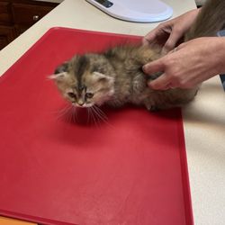 Nolan River Animal Hospital