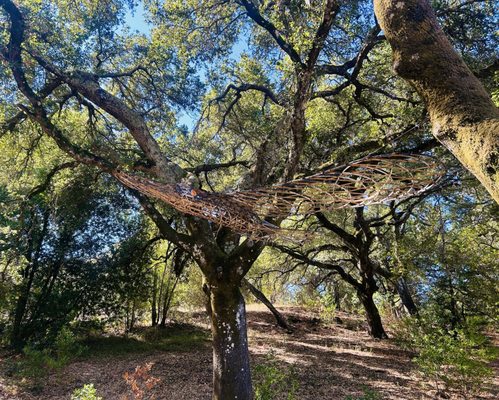 Sonoma Botanical Garden by null