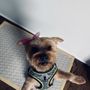 Photo of Pupperazzi Dog Spa