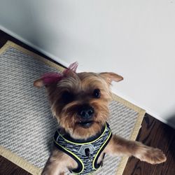 Pupperazzi Dog Spa - ViVi
