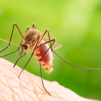 Hi Tech Pest Solutions - Mosquitos - Pest Control Near Me - Bakersfield, California Hi Tech Pest Solutions - Mosquitos - Pest Control Near Me - Bakersfield, California