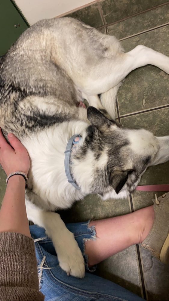 KITTANNING VETERINARY HOSPITAL with photos Updated August 2024 10