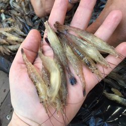 Laine's Baits and Rentals - Huge grass shrimp!