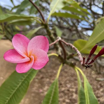 Koko Crater Botanical Garden - Plumeria - Botanical Gardens Near Me - Honolulu, Hawaii Koko Crater Botanical Garden - Plumeria - Botanical Gardens Near Me - Honolulu, Hawaii