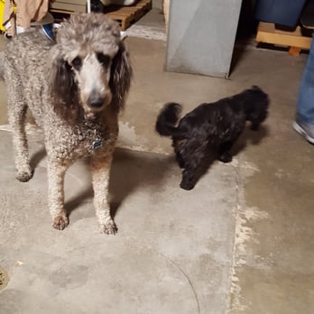 Bowen's Whiskey - Official welcoming committee. - Distilleries Near Me - Bakersfield, California