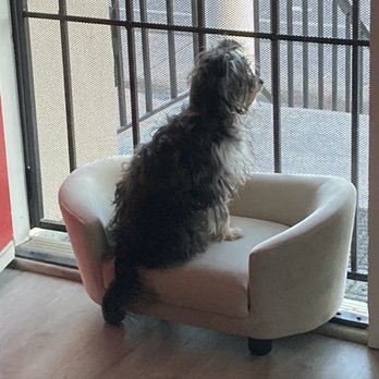 East Bay SPCA - Oakland - Dog watch on his couch - Animal Shelters Near Me - Oakland, California
