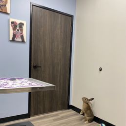 Small animal wellness check. The rabbit was so calm during the visit. Small animal wellness check. The rabbit was so calm during the visit.