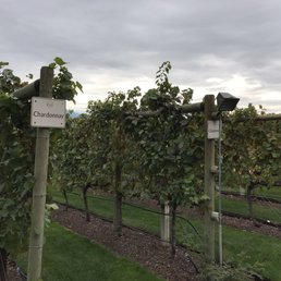 Good grassy area to enjoy your wine Good grassy area to enjoy your wine