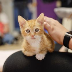 Itty Bitty Kitty Cafe