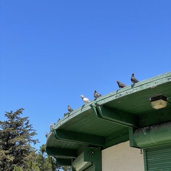 John McLaren Park - Pigeons - Parks Near Me - San Francisco, California John McLaren Park - Pigeons - Parks Near Me - San Francisco, California
