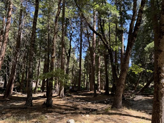 Lower Yosemite Falls Trailhead by null