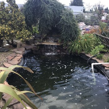 Evergreen Nursery - Nurseries & Gardening Near Me - San Leandro, California Evergreen Nursery - Nurseries & Gardening Near Me - San Leandro, California