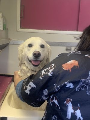 Terry's Doggie Mobile