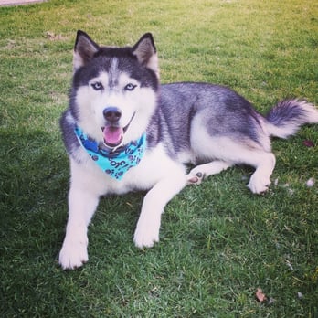 It's A Dog's Life Pet Spaw - Chase - Pet Groomers Near Me - Temecula, California It's A Dog's Life Pet Spaw - Chase - Pet Groomers Near Me - Temecula, California