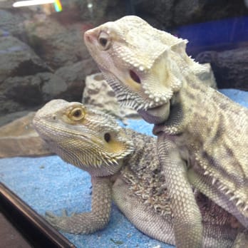 Super Pets - Bearded Dragon - Pet Stores Near Me - Temple City, California
