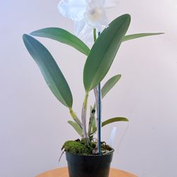 Formosa Orchid Nursery - Cattleya , Wedding Song 'Virgin'