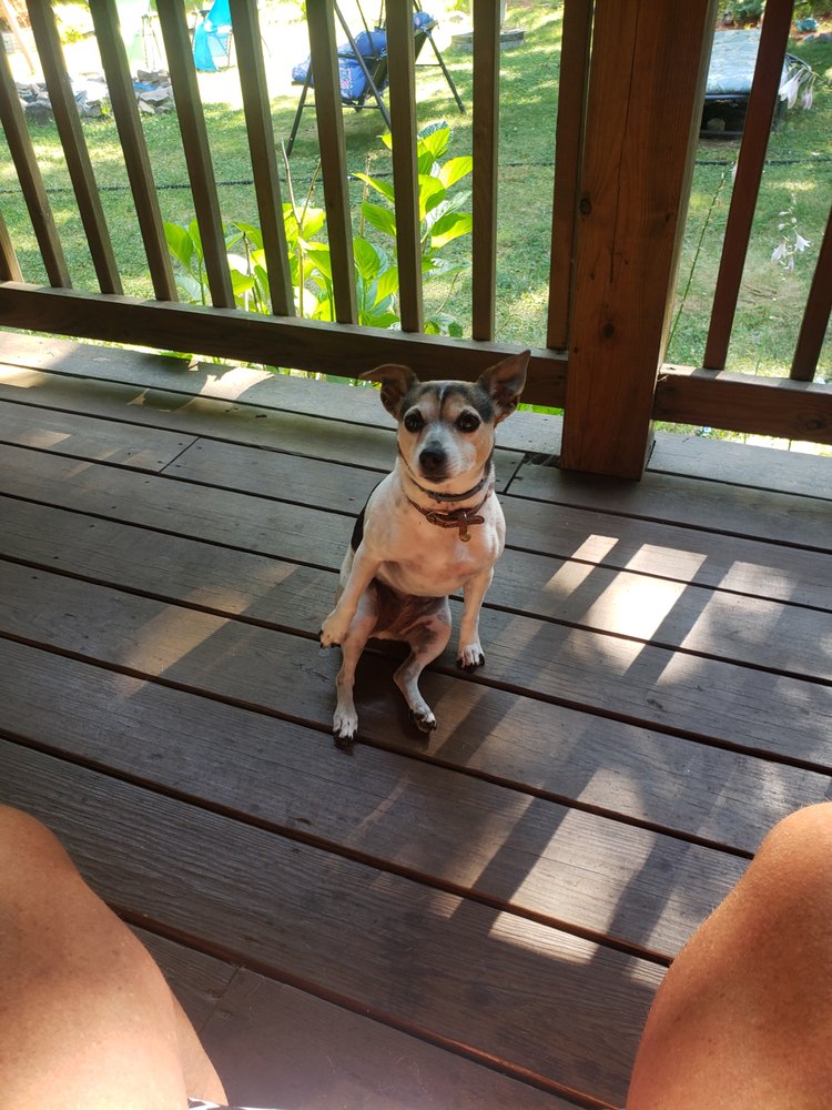 BLISSFUL CLIPS PET GROOMING 19 Photos 995 State Route 903, Jim