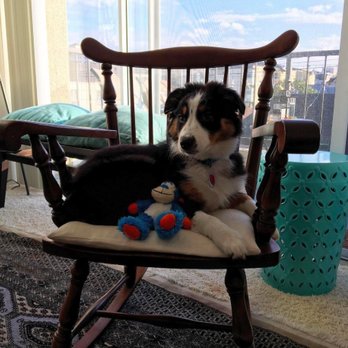 Karma Dog Training - Pet Training Near Me - Marina Del Rey, California Karma Dog Training - Pet Training Near Me - Marina Del Rey, California