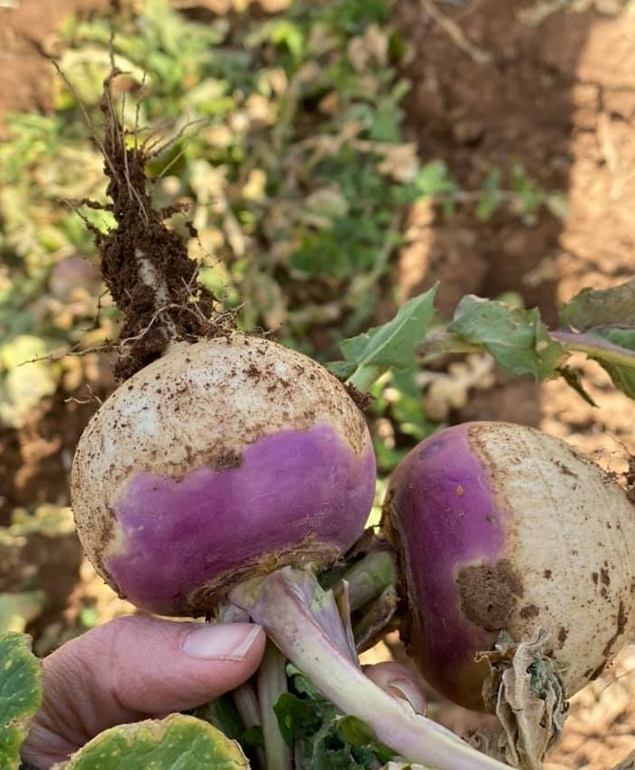 SUNBURST FARMS 32 Photos 1802 E County Rd 7130, Lubbock, Texas