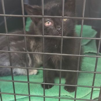 Animal Eye Center - Choo Choo and Chugga Chugga - Veterinarians Near Me - Rocklin, California Animal Eye Center - Choo Choo and Chugga Chugga - Veterinarians Near Me - Rocklin, California