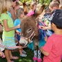 Fantasy Donkeys