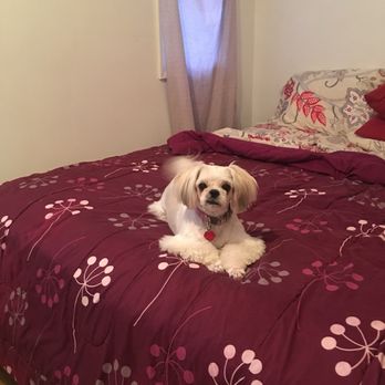 Doggone Rite - Shih Tzu - Pet Groomers Near Me - Chicago, Illinois