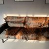 Tahoe Furs Steve Hall Shop No 1 gift card