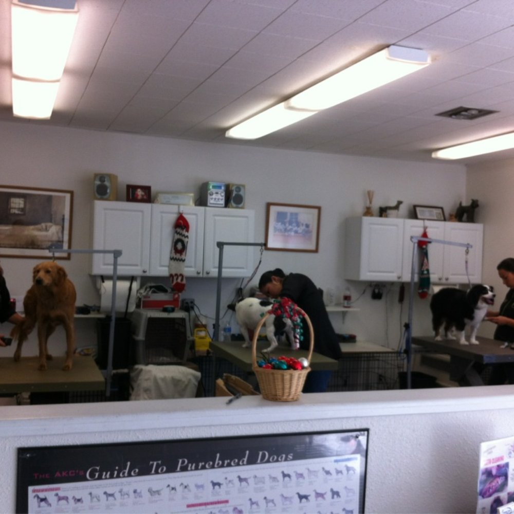 You Dirty Dog - Groomers at work... - Pet Groomers Near Me - Long Beach, California You Dirty Dog - Groomers at work... - Pet Groomers Near Me - Long Beach, California