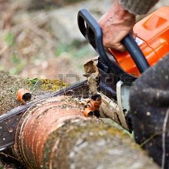 Hernandez Tree Service Aurora Il All information about