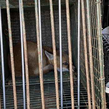 DelVal Wildlife Nuisance Control - Fox from another property - Wildlife Control Near Me