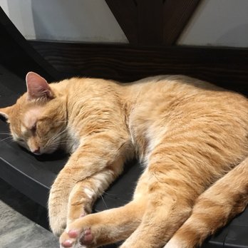 Seattle Meowtropolitan - Cat café resident! - Themed Cafes Near Me - Seattle, Washington Seattle Meowtropolitan - Cat café resident! - Themed Cafes Near Me - Seattle, Washington